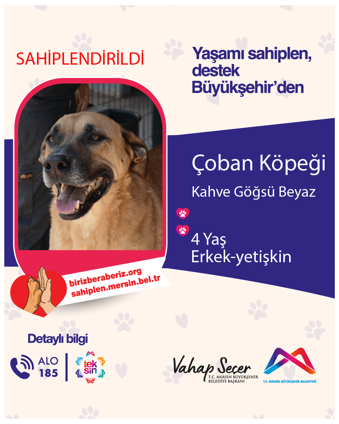 Mersin Çoban Köpeği Köpek Çoban Köpeği Köpek, Mersin
