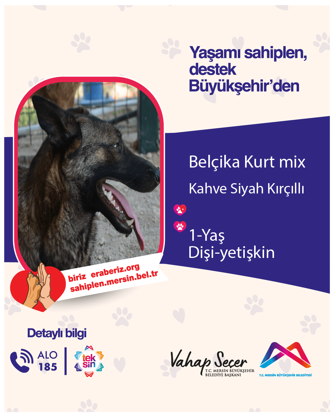 Mersin Melez Köpek Melez Köpek, Mersin