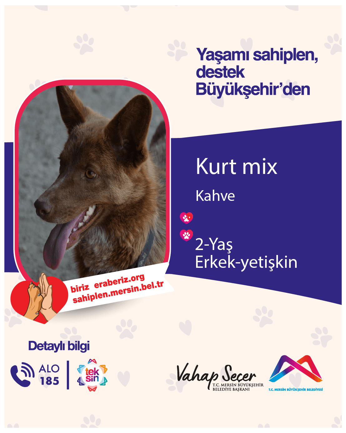 Kurt Mix Melez Köpek, Mersin