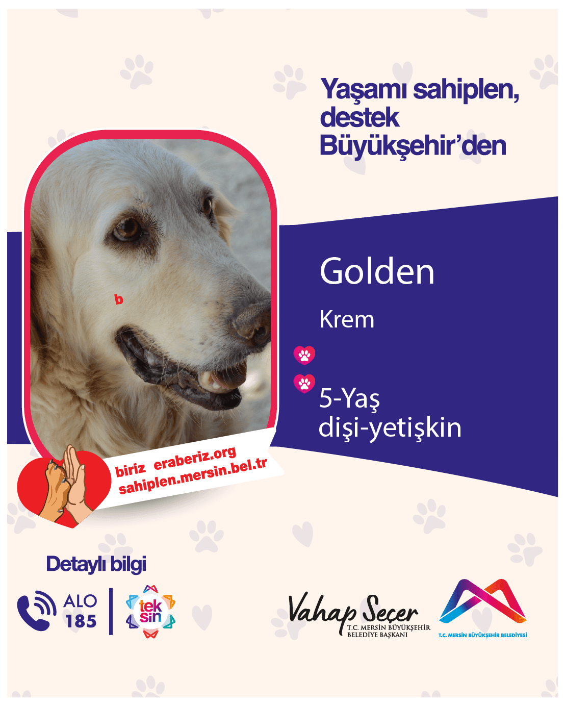 Golden Golden Retriever Köpek, Mersin