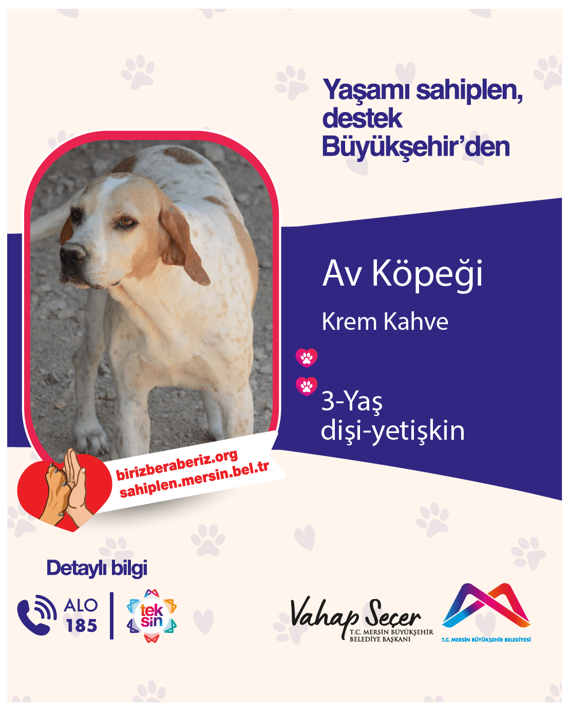 Köpeği Melez Köpek, Mersin