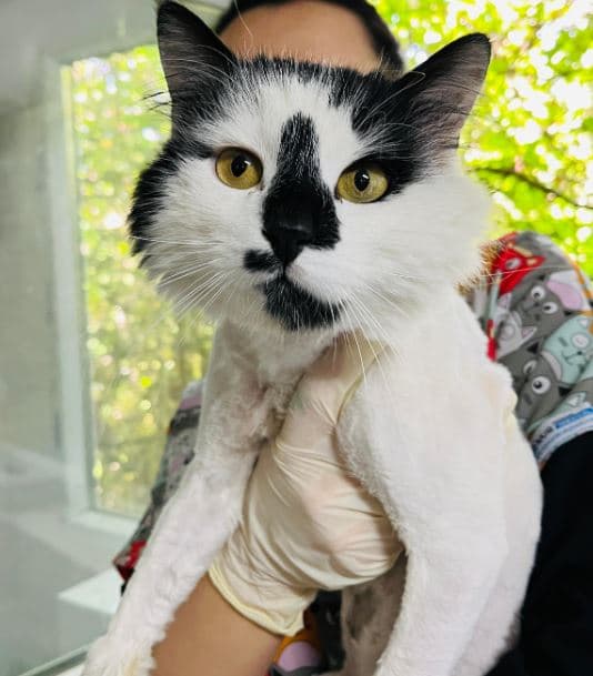 Mudanya Tekir Kedi Tekir Kedi, Bursa