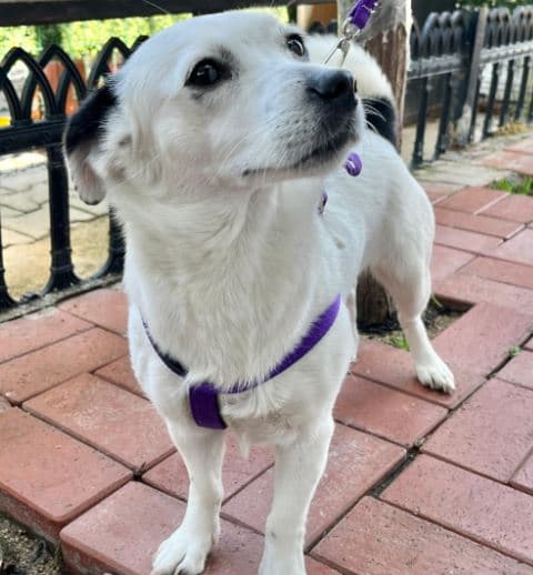 Mudanya Jack Russell Köpek Jack Russell Köpek, Bursa