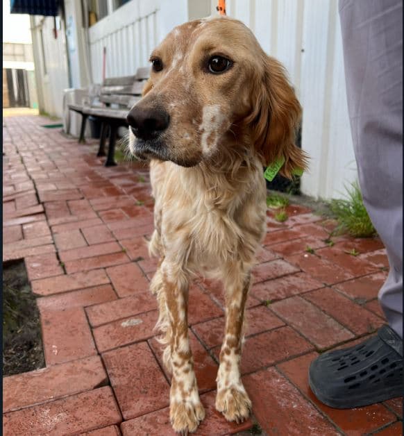 Mudanya Melez Köpek Melez Köpek, Bursa