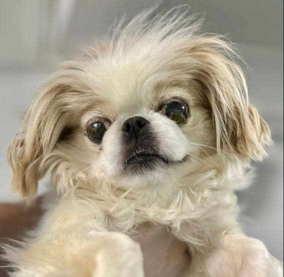 Mudanya Pekinez Köpek Pekinez Köpek, Bursa