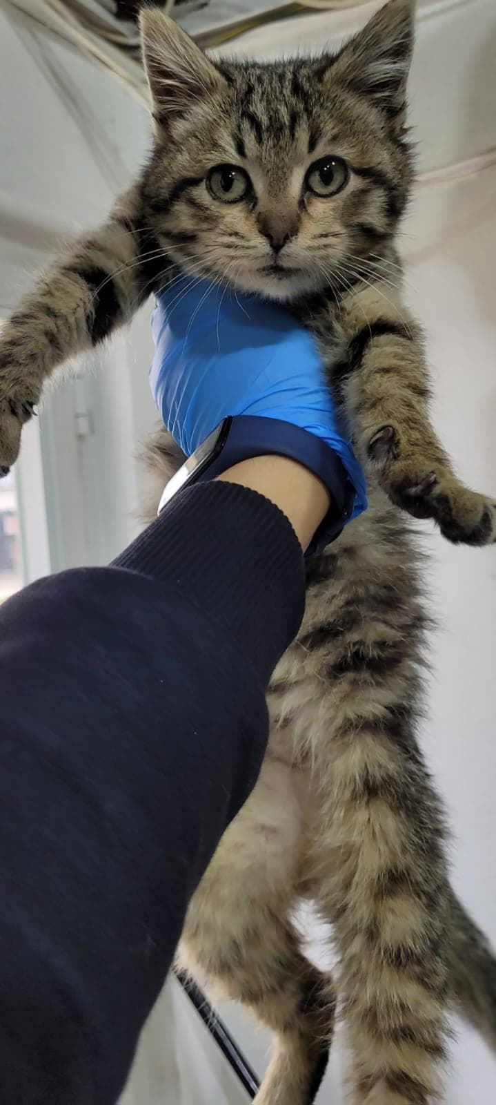 Eskişehir Melez Kedi Melez Kedi, Eskişehir