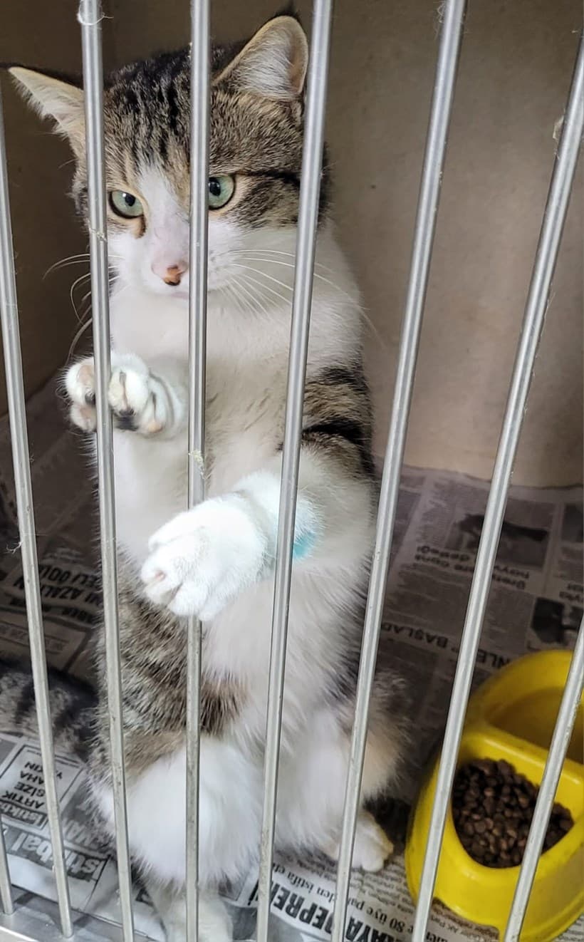 Eskişehir Melez Kedi Melez Kedi, Eskişehir