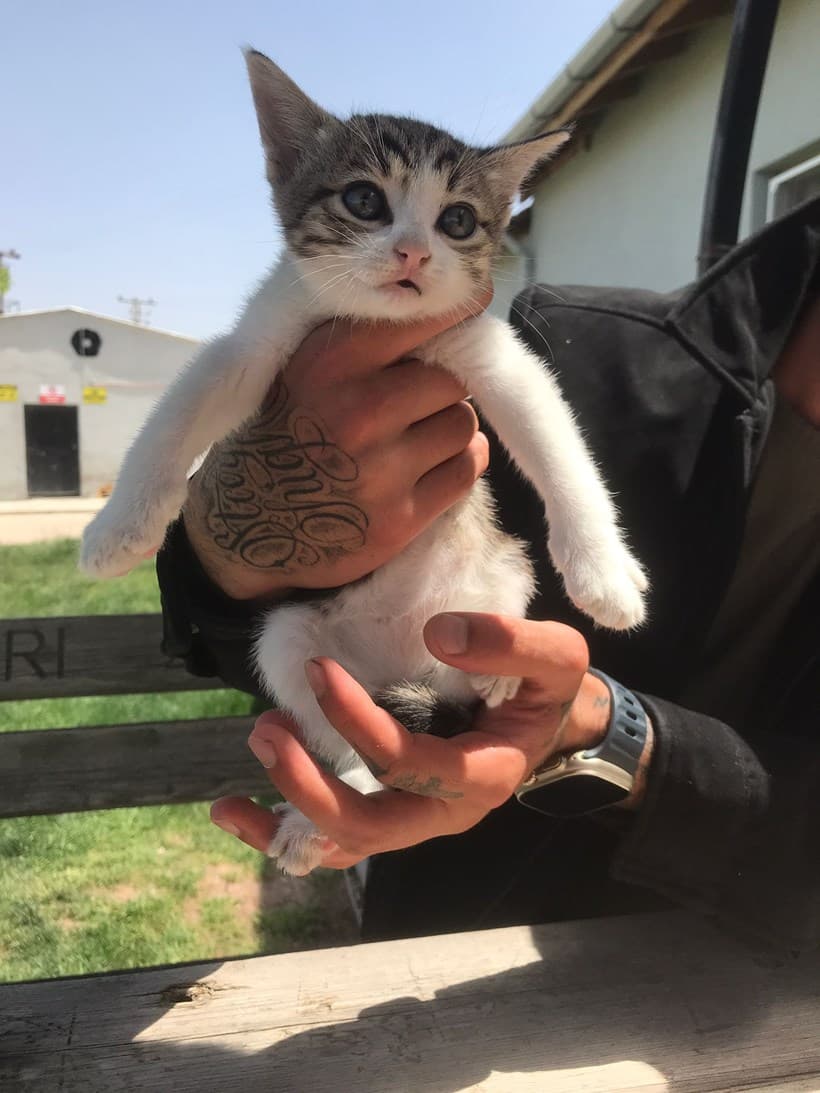 Eskişehir Melez Kedi Melez Kedi, Eskişehir