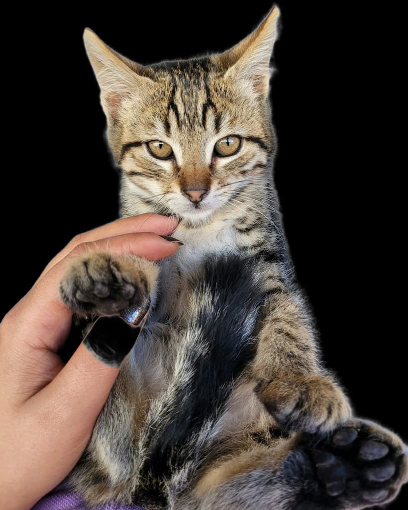 Eskişehir Melez Kedi Melez Kedi, Eskişehir