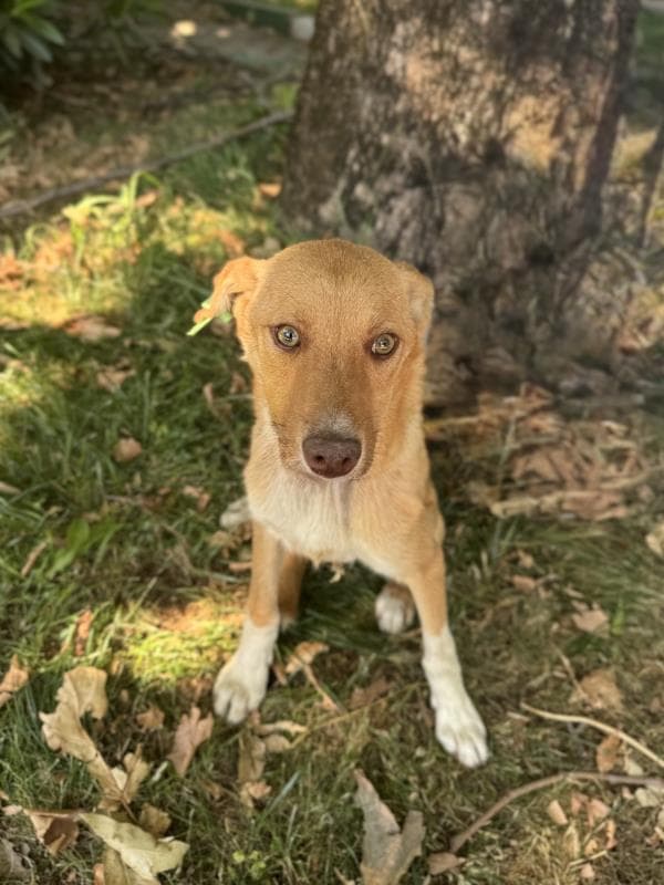 Osmangazi Melez Köpek Melez Köpek, Bursa