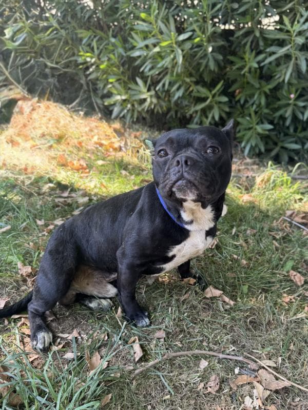 Osmangazi Bulldog Köpek Bulldog Köpek, Bursa