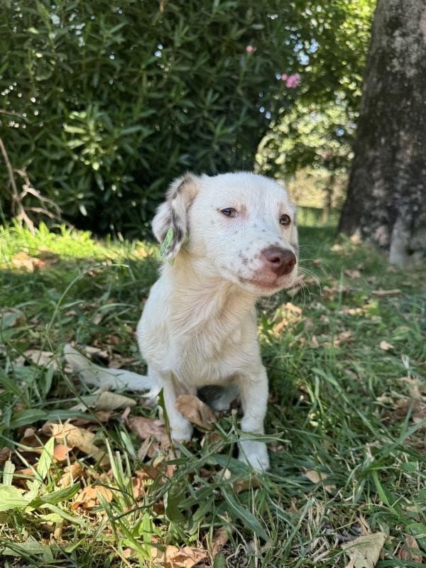 Osmangazi Melez Köpek Melez Köpek, Bursa