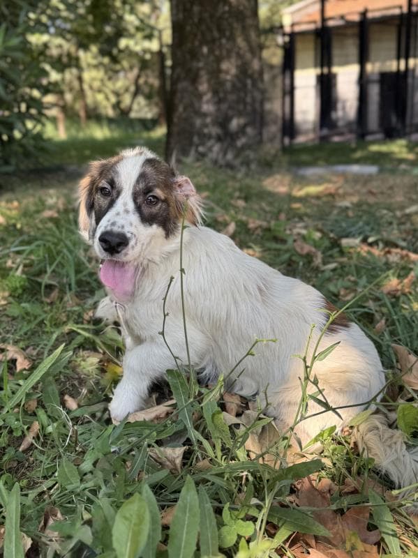 Osmangazi Melez Köpek Melez Köpek, Bursa