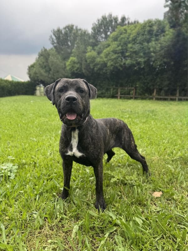 Osmangazi Presa Canario Köpek Presa Canario Köpek, Bursa