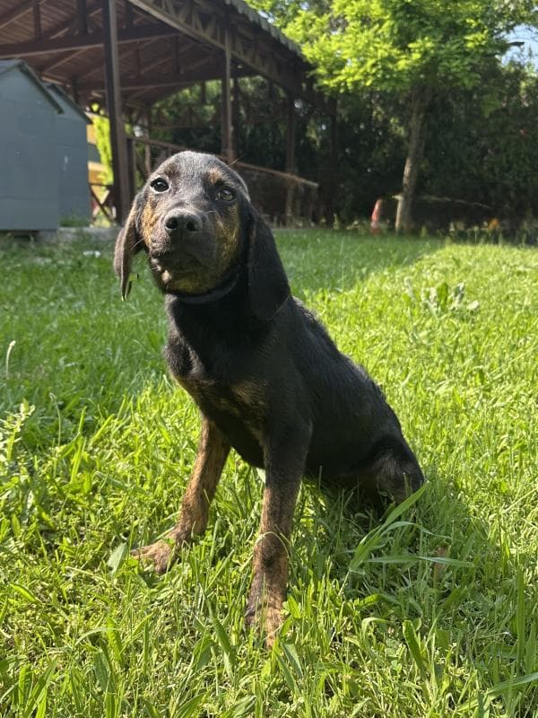 Osmangazi Melez Köpek Melez Köpek, Bursa