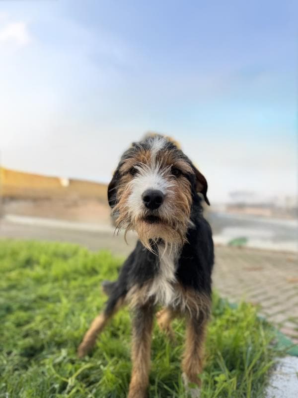 Osmangazi Terrier Köpek Terrier Köpek, Bursa
