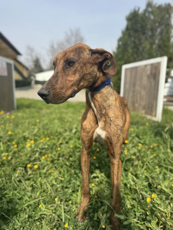 Osmangazi Melez Köpek Melez Köpek, Bursa