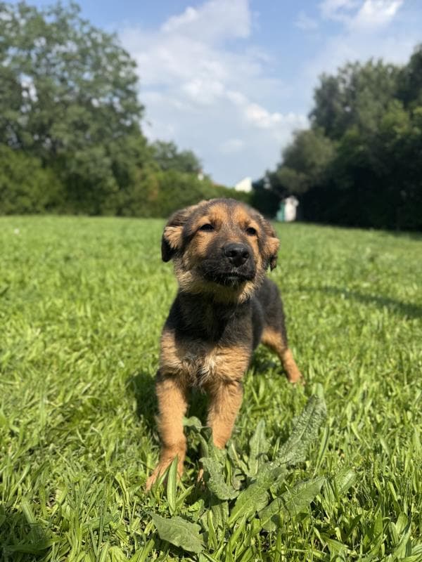Osmangazi Melez Köpek Melez Köpek, Bursa