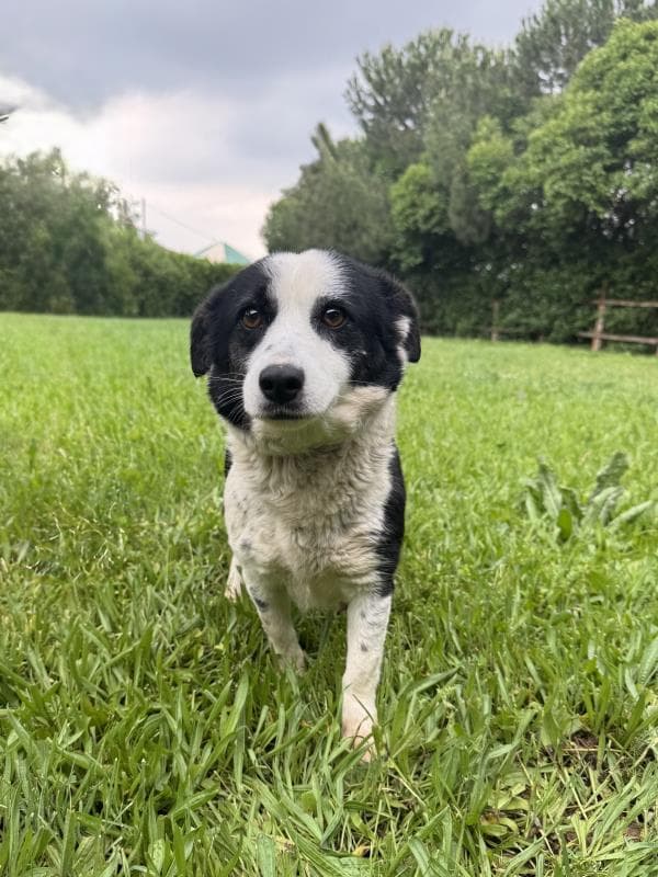 Osmangazi Melez Köpek Melez Köpek, Bursa