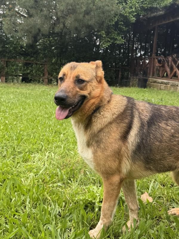 Osmangazi Melez Köpek Melez Köpek, Bursa