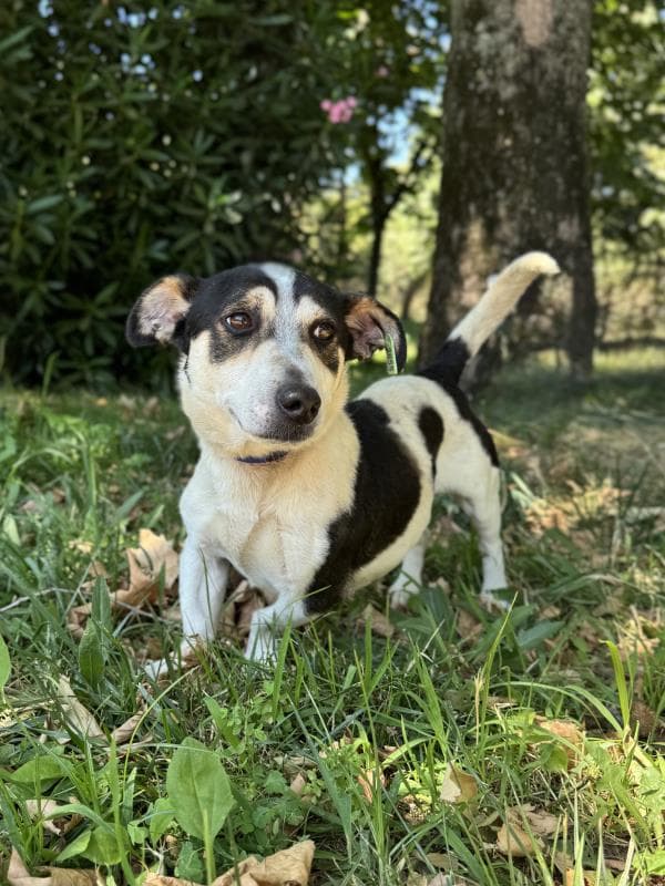 Osmangazi Terrier Köpek Terrier Köpek, Bursa