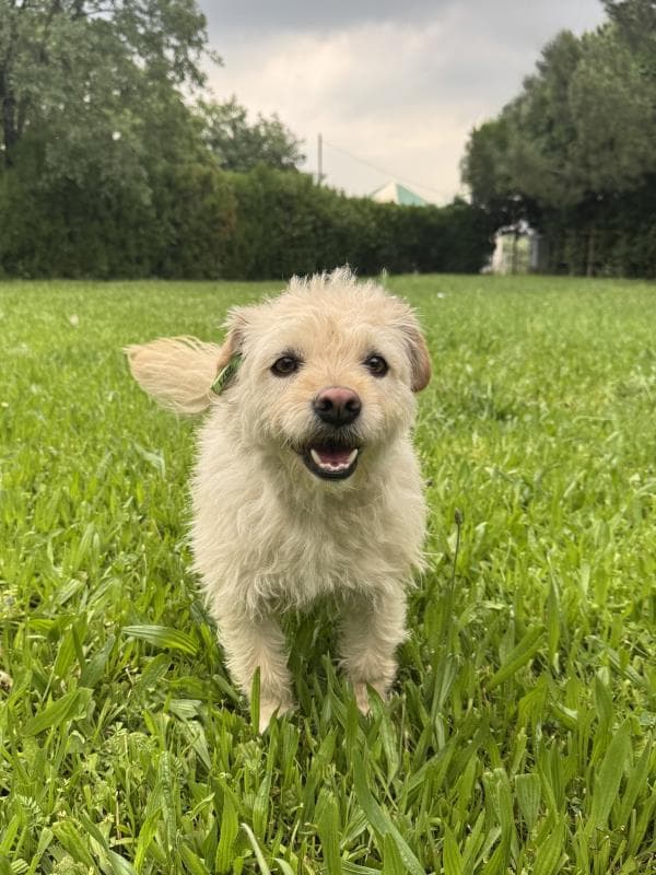 Osmangazi Terrier Köpek Terrier Köpek, Bursa