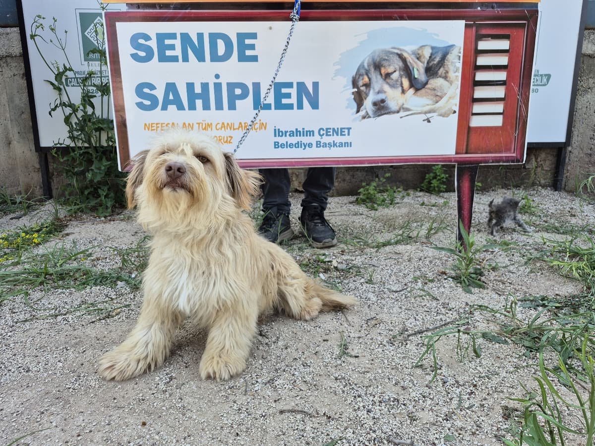 Osmaniye Terrier Köpek Terrier Köpek, Osmaniye