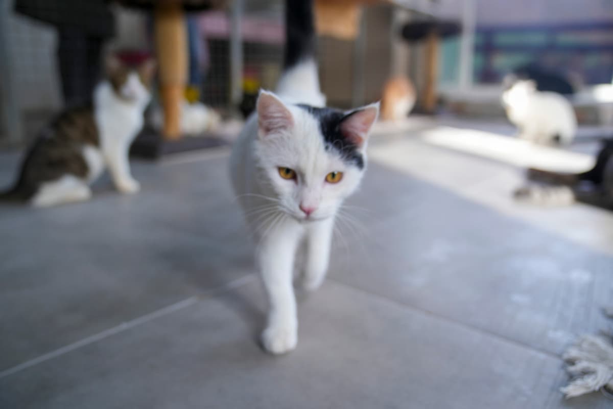 Çarşı Tekir Kedi, İstanbul