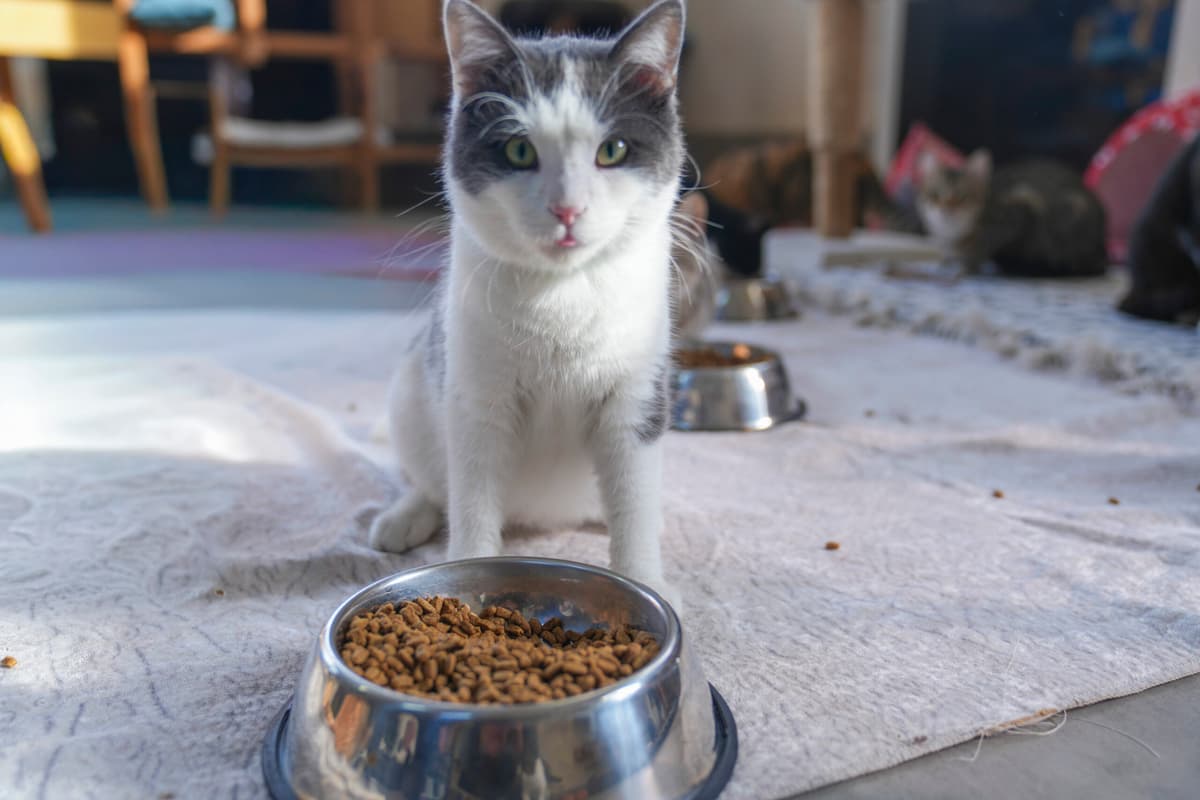 Duman Tekir Kedi, İstanbul