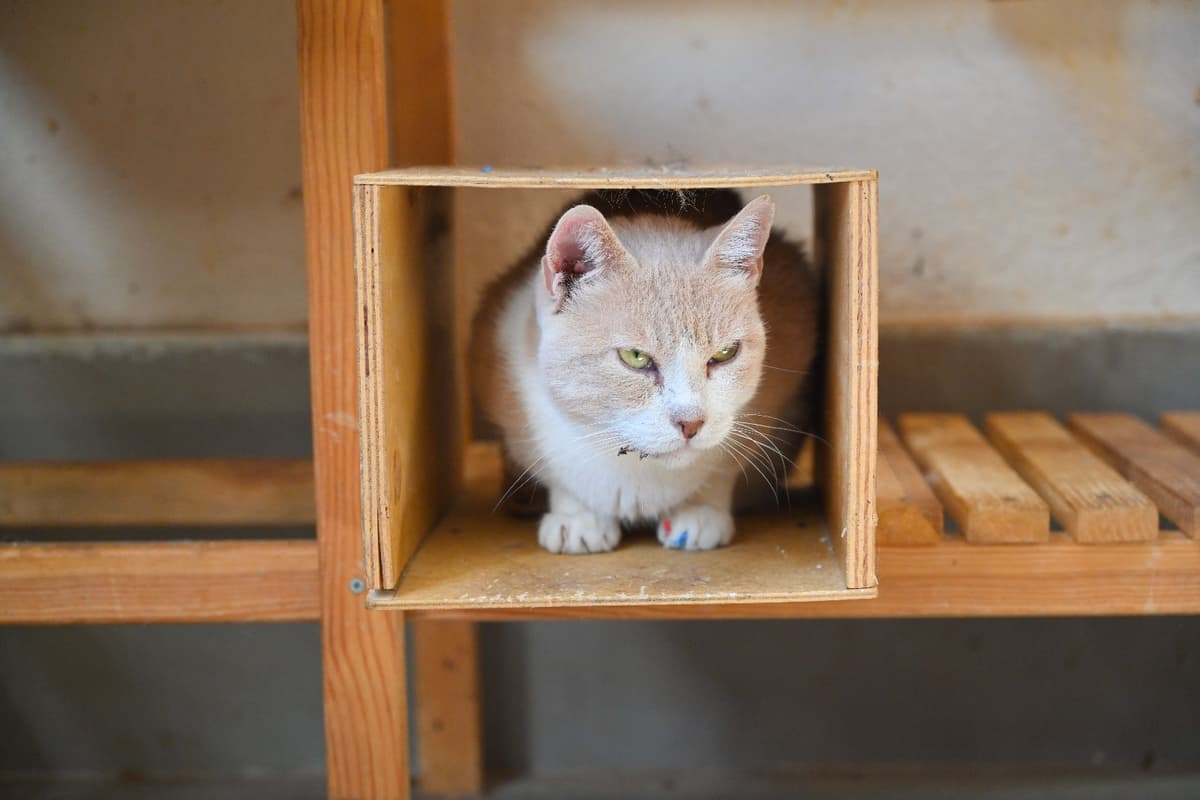 Eros Tekir Kedi, İstanbul