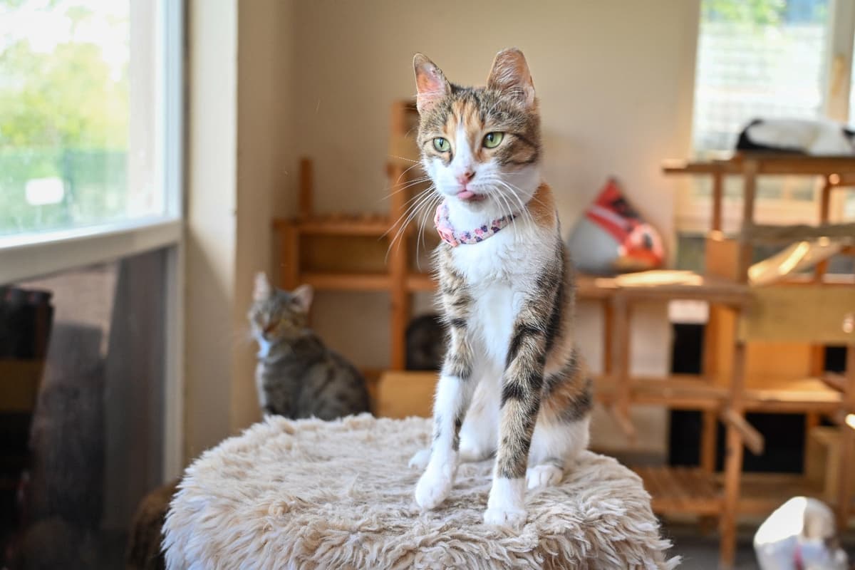 Eyşan Tekir Kedi, İstanbul