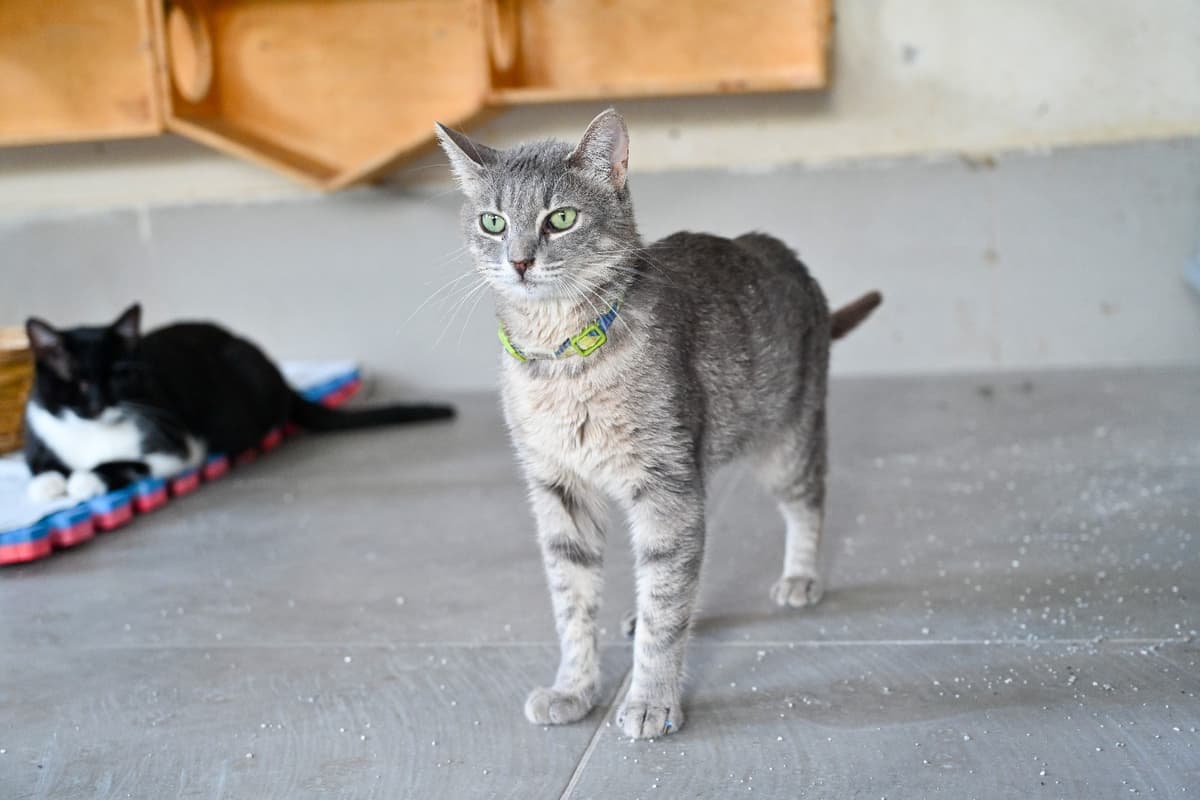 Gümüş Tekir Kedi, İstanbul