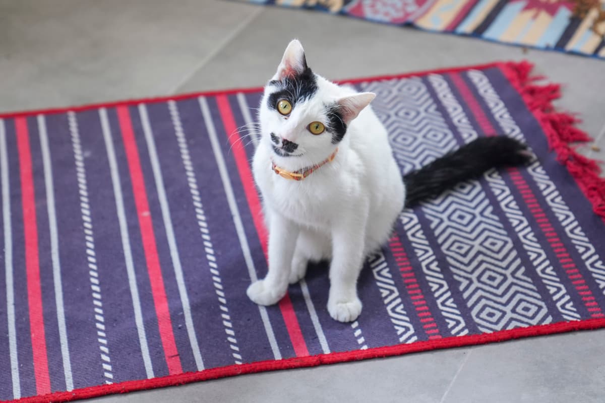 İbo Tekir Kedi, İstanbul