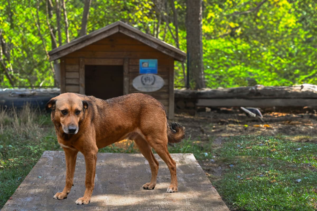 Kahve Labrador Retriever Köpek, İstanbul