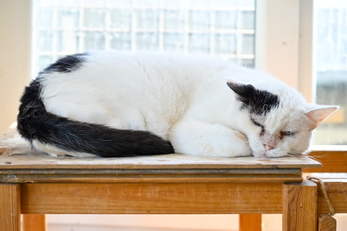 Koca Kafa Tekir Kedi, İstanbul