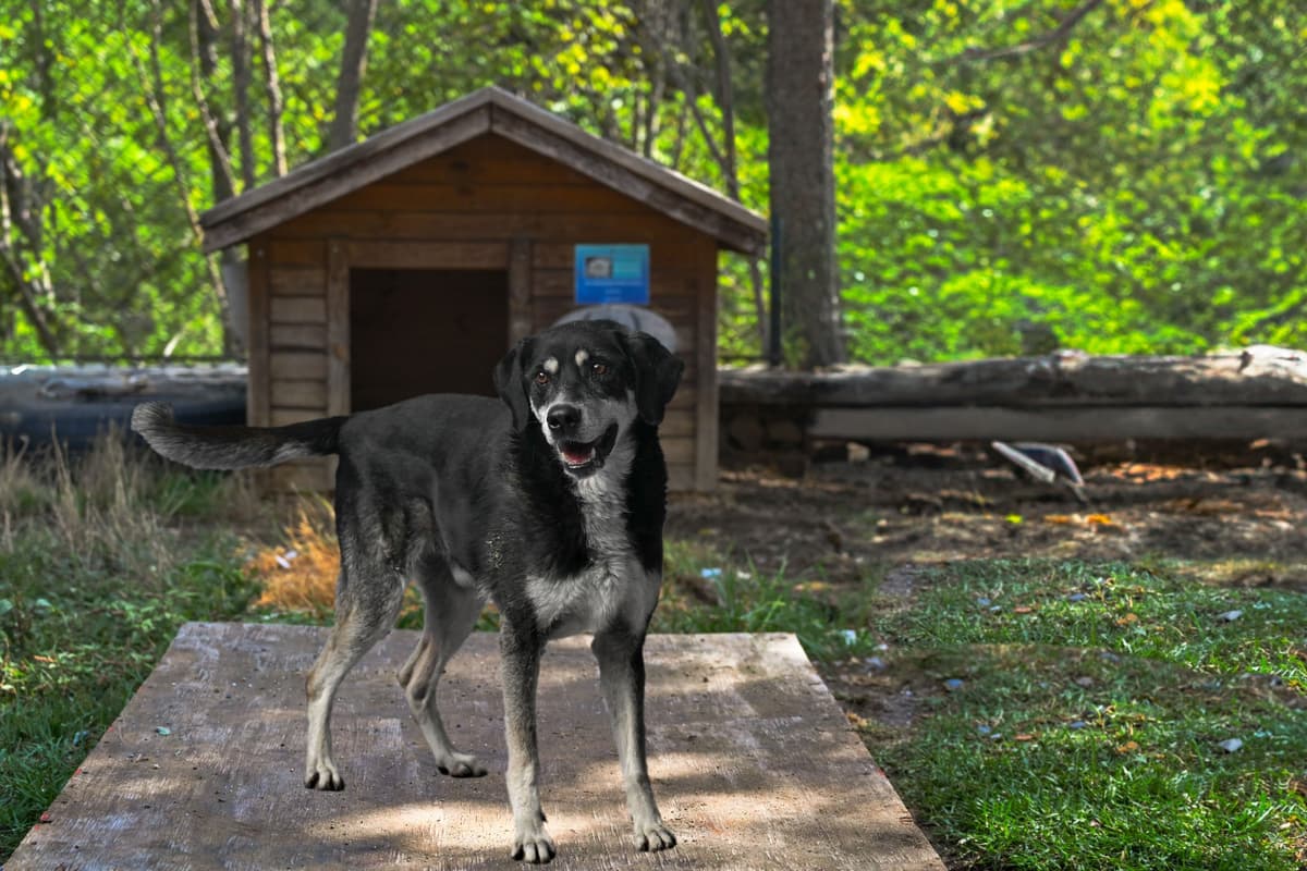 Kont Melez Köpek, İstanbul