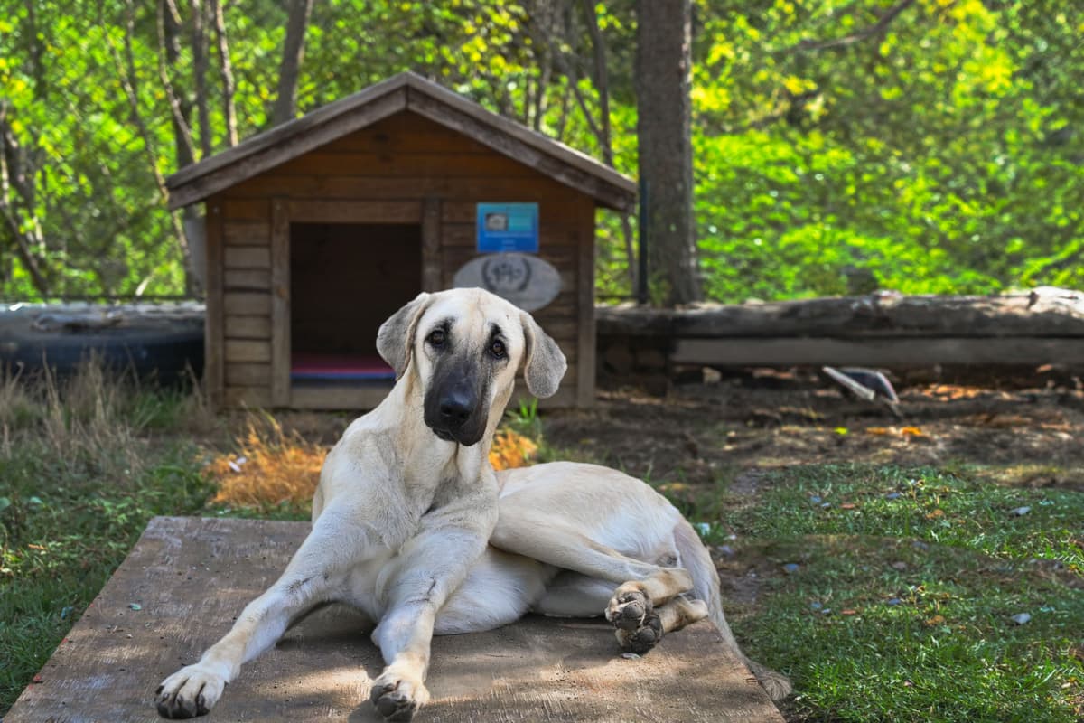 Kontes Kangal Kırması Köpek, İstanbul