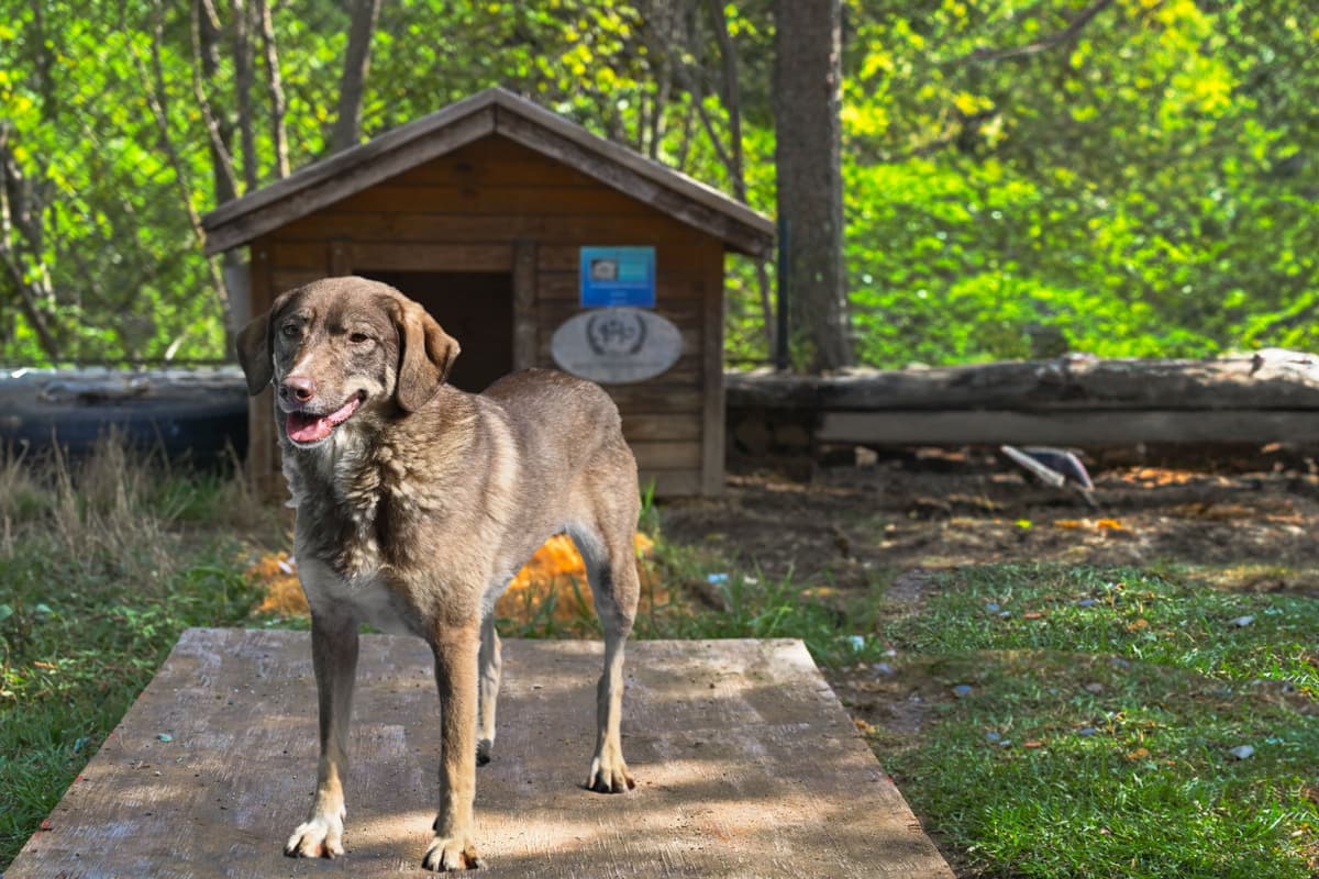 Leyla Melez Köpek, İstanbul