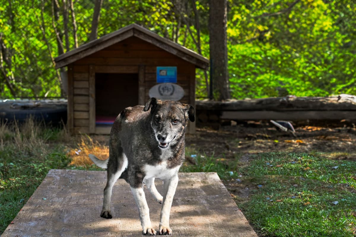 Leyla Melez Köpek, İstanbul