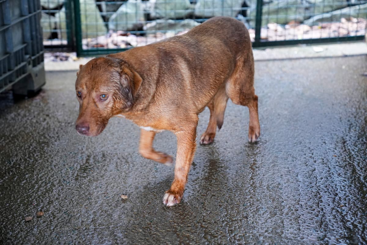Monika Melez Köpek, İstanbul