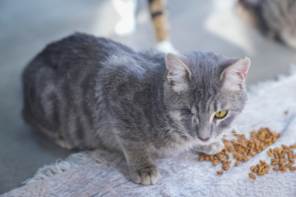 Romeo Tekir Kedi, İstanbul