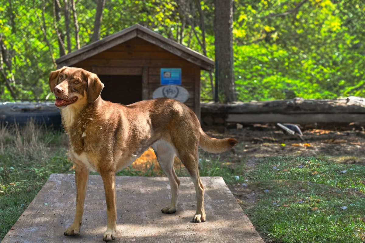 Tarçın Melez Köpek, İstanbul