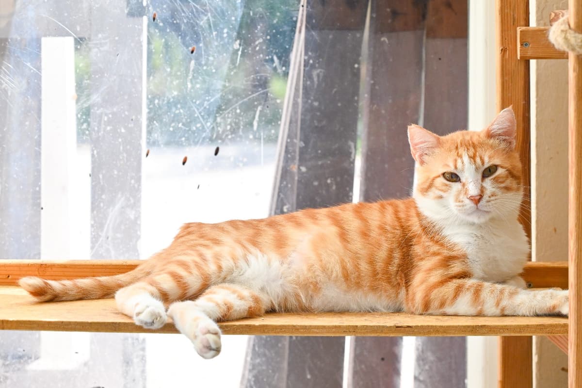 Thor Tekir Kedi, İstanbul