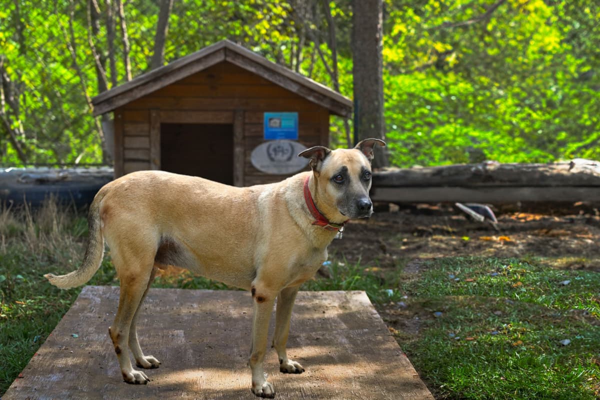 Yumurta Melez Köpek, İstanbul