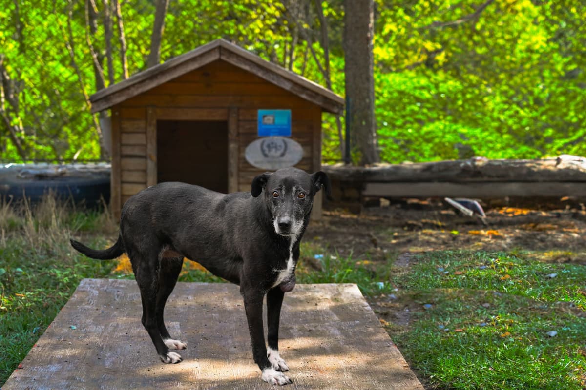 Zeytin Melez Köpek, İstanbul