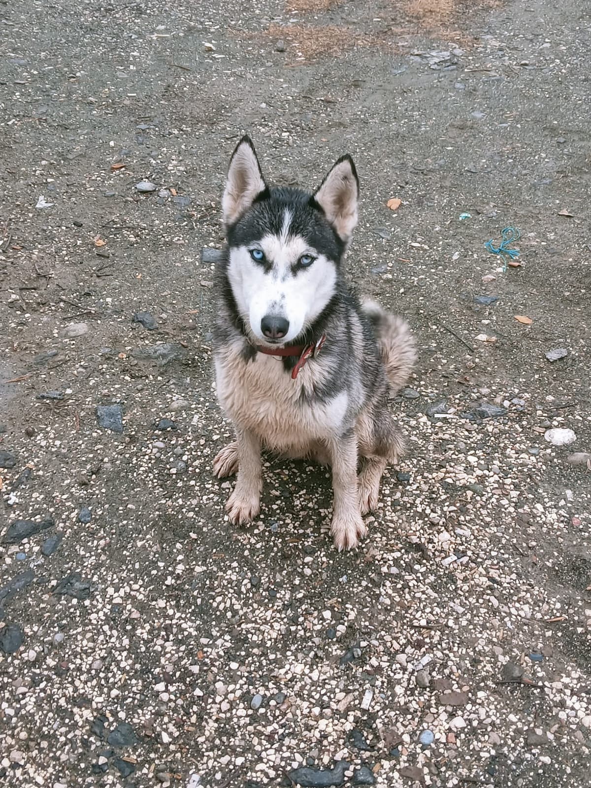 Seyhan Sibirya Kurdu Köpek Sibirya Kurdu Köpek, Adana