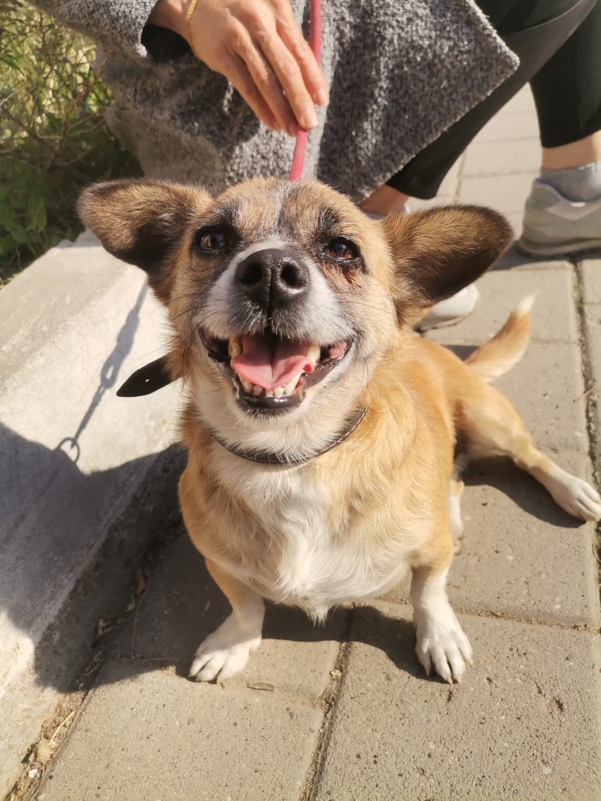 Seyhan Terrier Köpek Terrier Köpek, Adana