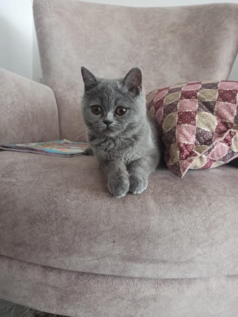 Seyhan British Fold Kedi British Fold Kedi, Adana