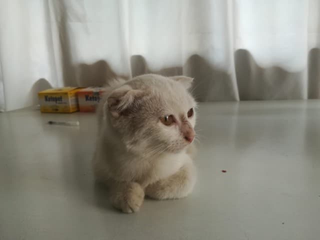 Seyhan Scottish Fold Kedi Scottish Fold Kedi, Adana
