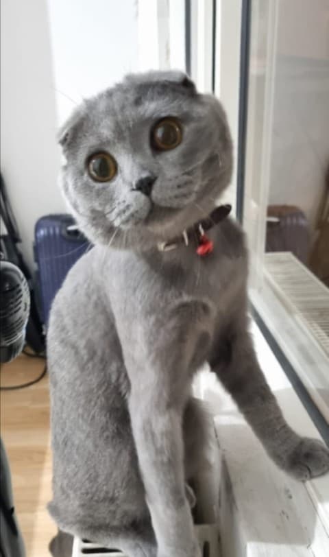 Seyhan Scottish Fold Kedi Scottish Fold Kedi, Adana